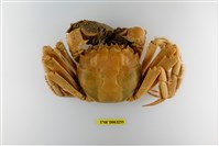 藏品(中華絨螯蟹)的圖片